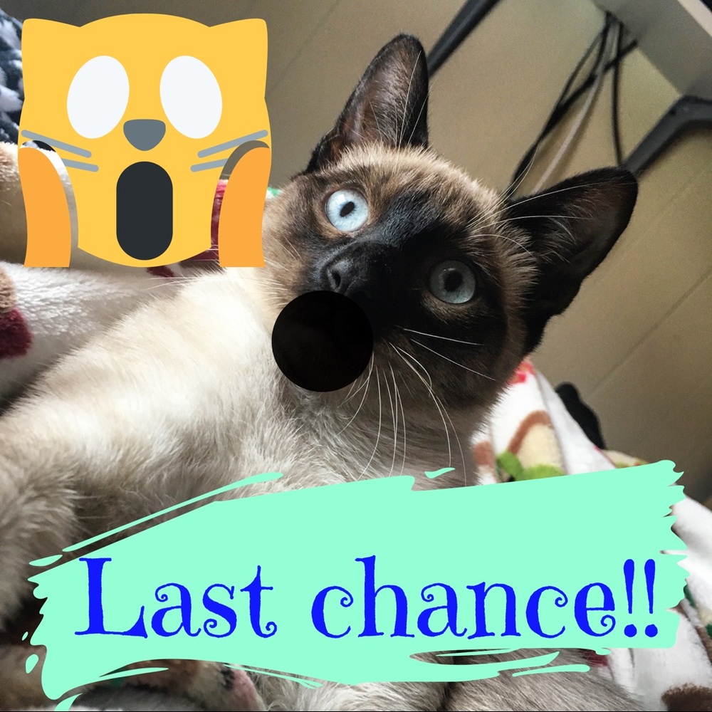 Last chance!